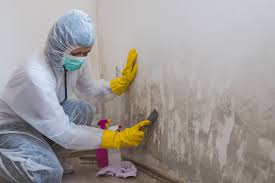 Best Mold Damage Restoration  in USA